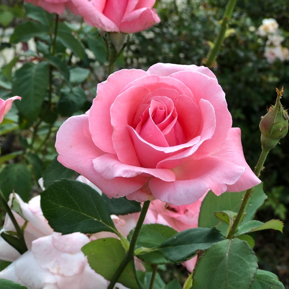 Meet your Posher, Amanda